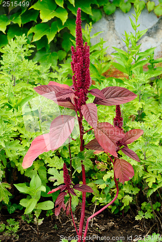 Image of Red amaranth (Amaranthus cruentus) 