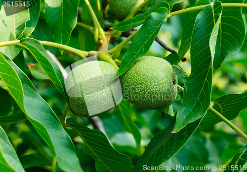 Image of Greek nuts still have not ripened  on the tree