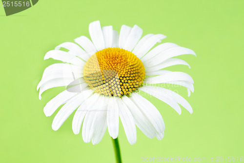 Image of one chamomiles on green background in studio 