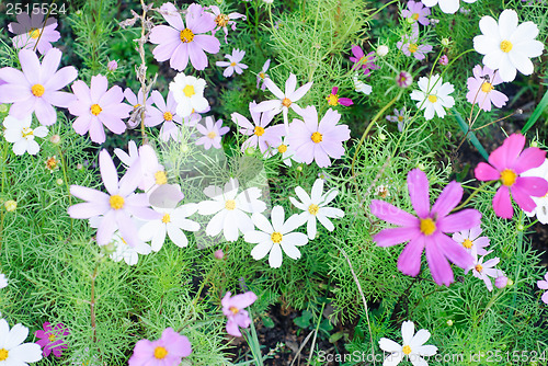 Image of Flower background 