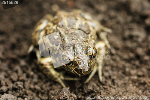 Image of Earthen frog .Close up.