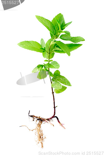 Image of Fresh peppermint  with root isolated on a white background