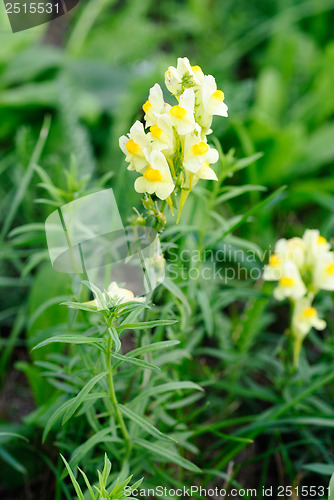 Image of Flowering Common Toadflax, Yellow Toadflax (Linaria vulgaris)