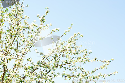 Image of Flowers of apple and blue sky 