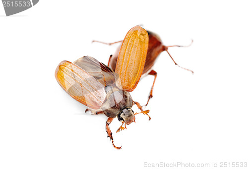 Image of Two May-bug also cockchafe ,tree beetle, (Melontha Vulgaris) isolated on the white background 