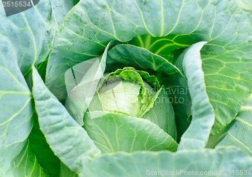 Image of Cabbage's head with leafs. Close up