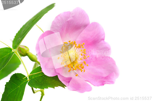 Image of Single branch of dog-rose with green leaf and pink flower. Isolated on white background. 