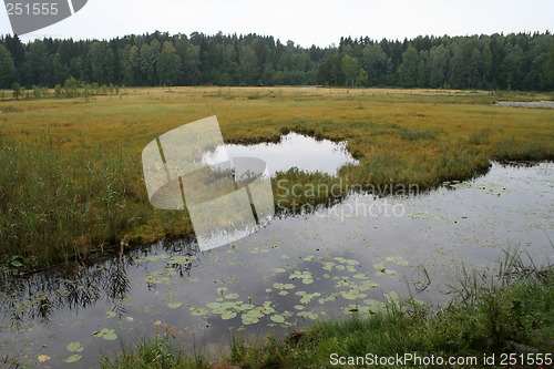 Image of Wetland