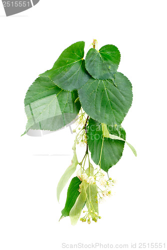 Image of A flowers and foliage of linden is isolated on a white background 