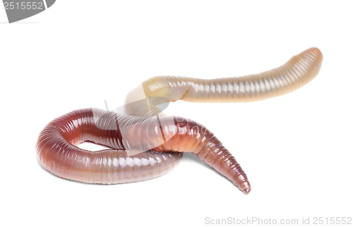 Image of animal earth worm isolated 