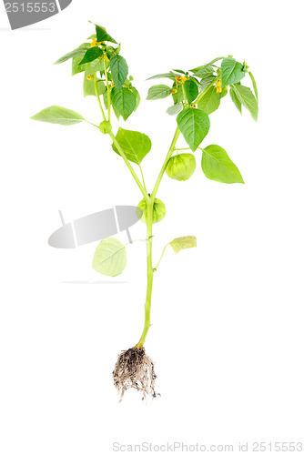 Image of Physalis with flower,bud,lantern and root isolated on white background 