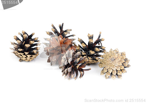 Image of Pine cones over white background with shadow 