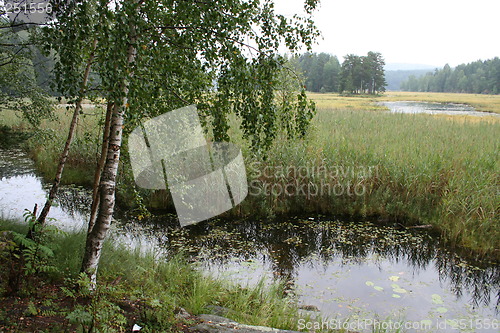 Image of Wetland