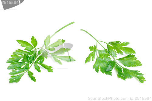 Image of Fresh Parsley Isolated on white  background