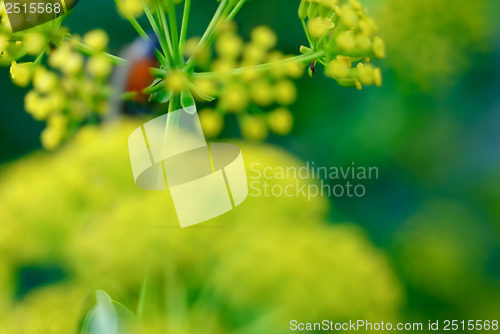 Image of Beautiful   green - yellow  abstract background. Blur colors 