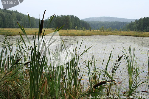 Image of Bullrush