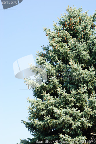 Image of Blue spruce on the blue  sky background