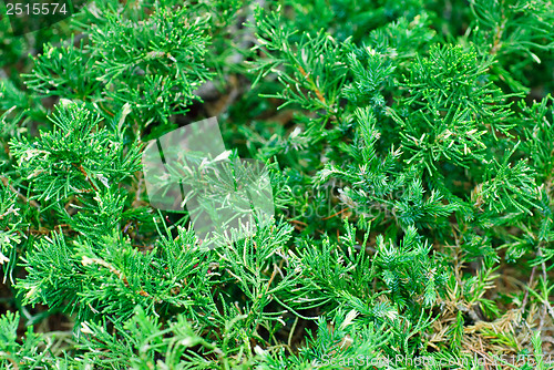 Image of evergreen juniperus  sabina "variegata"  cossack nature  background