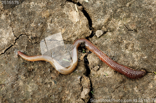 Image of big earthworm in the earth 