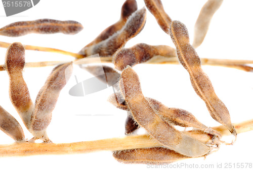 Image of Soy Beans isolated on white background