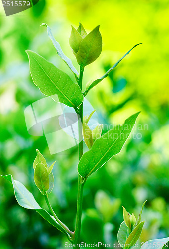 Image of a young branch of laurel on a green background