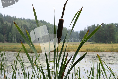 Image of Bullrush