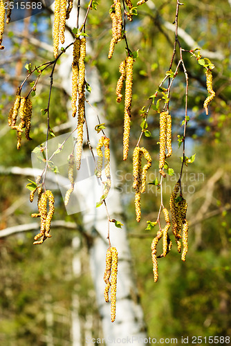 Image of Spring birch buds