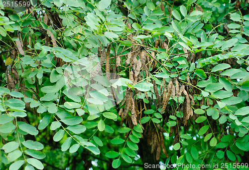 Image of Pods and leaves of the acacia on the natural background 