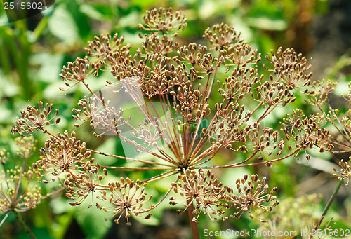 Image of fennel seeds in the garden