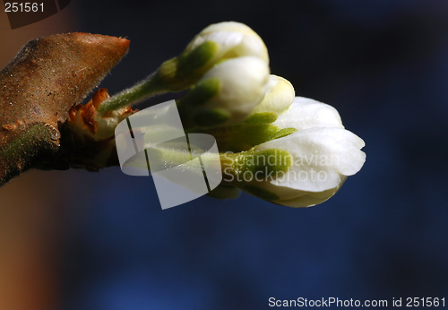Image of Plum Flower # 01