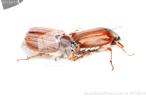 Image of Two May-bug also cockchafe ,tree beetle, (Melontha Vulgaris) isolated on the white background 