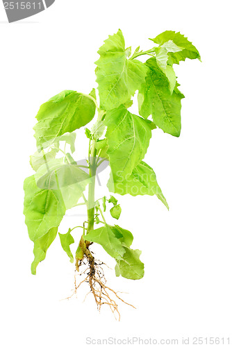 Image of Orach plant (Atriplex nitens Schkuhr) isolated on white