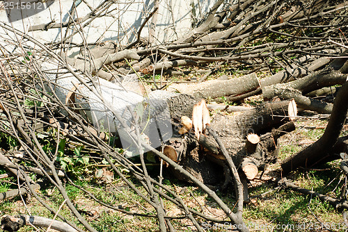 Image of The tree was cut down in the city