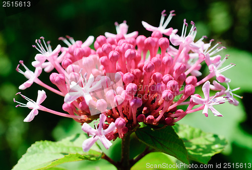 Image of branch  of  lilac closeup  background