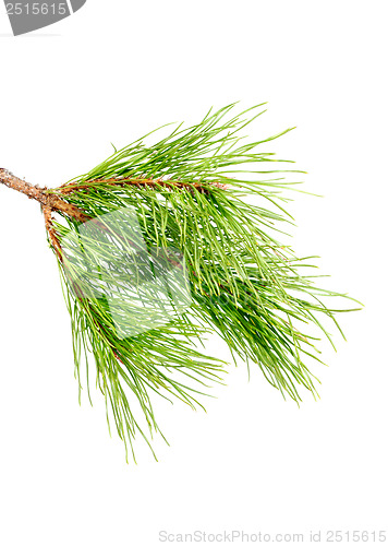 Image of Pine branch  on a white background 