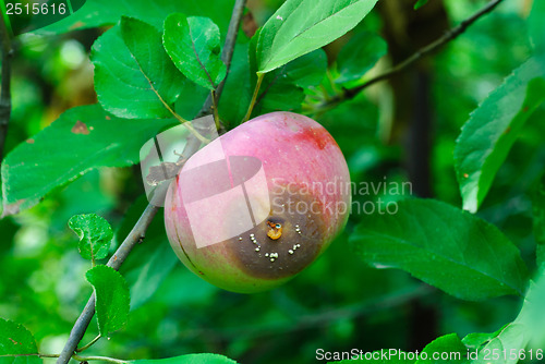 Image of red rotten  apple  and green  leaves on a branch.