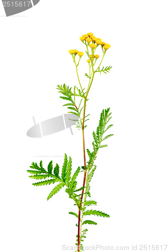 Image of Tansy (Tanacetum vulgare) isolated on white background 