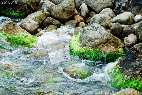 Image of Stones with algae on the seashore. Shot of nature 