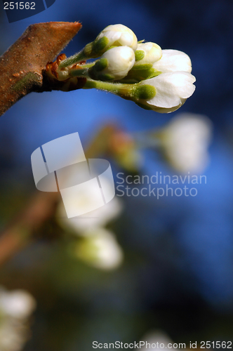 Image of Plum Flower # 02