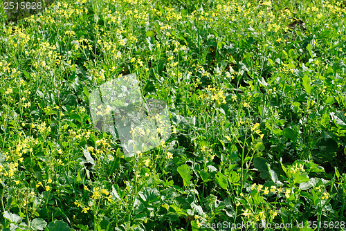 Image of flourishing field of yellow rape as a background