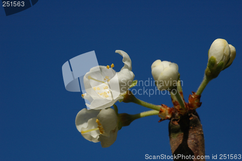 Image of Plum Flower # 03