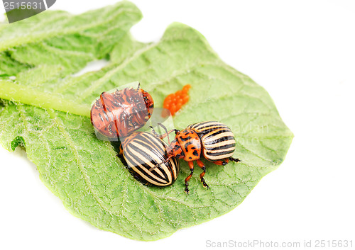 Image of ?hree Colorado potato beetle on a leaf  isolated  on  white