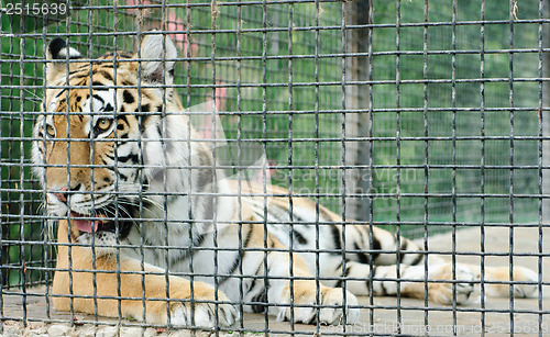 Image of tiger in metal cage, close-up 