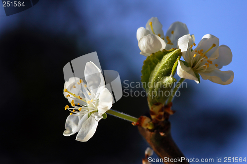 Image of Plum Flower # 04