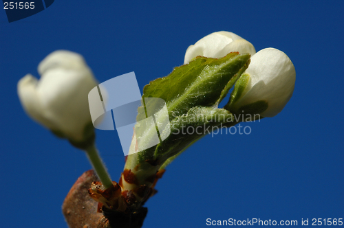 Image of Plum Flower # 05