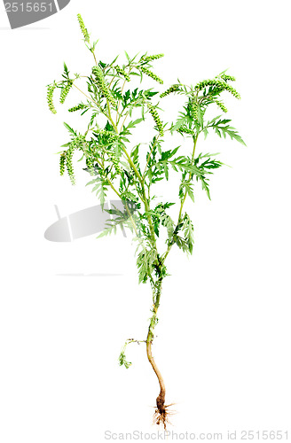 Image of Ragweed plant with root isolated on white background, common allergen 