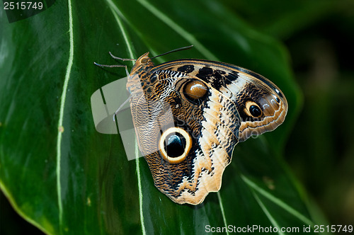 Image of Owl Buterfly
