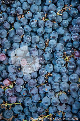 Image of Grapes