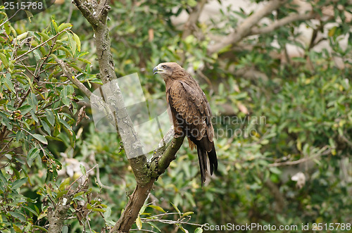 Image of Black Kite