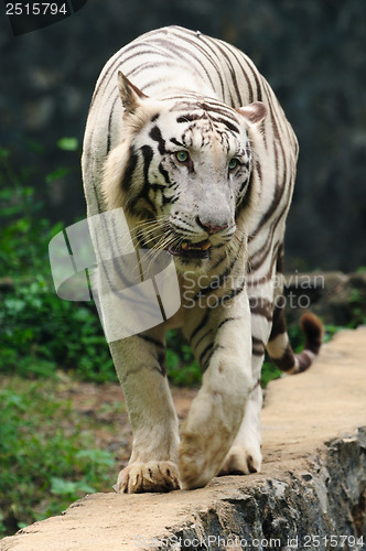 Image of white tiger